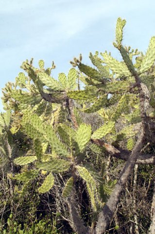 Consolea_millspaughii